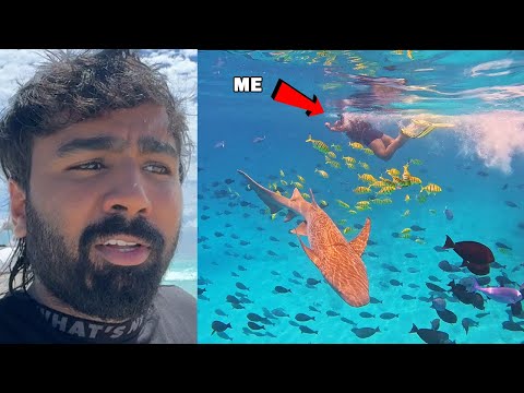 Shark ke sath swimming