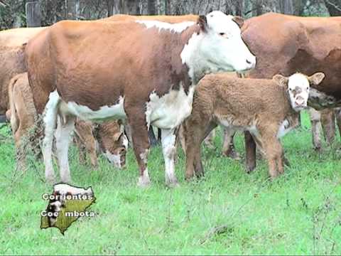 CON LLUVIA Y TORMENTA EN TORRENT CORRIENTES