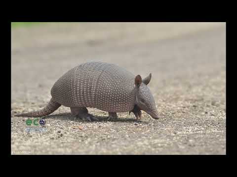 The armadillo Biodiversity in brief