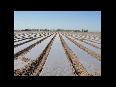 Best4Soil: (Bio)Solarisation – Advantages & Disadvantages ET