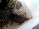 Turtle V Goldfish