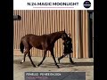 N24 MAGIC MOONLIGHT - PS - 1 an
