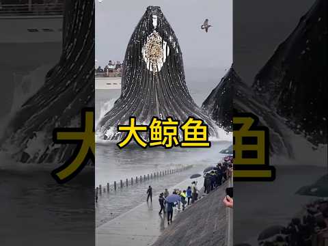巨大的鲸鱼 #科普 #百科密码#鲸鱼