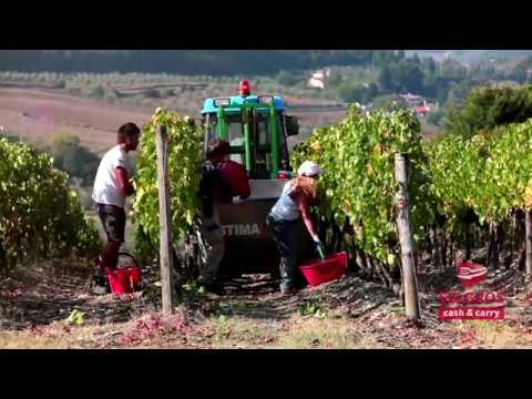 The higher taste_Culesul strugurilor