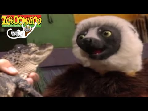 🐵 Zoboomafoo 207 - Crocodilian - Animal shows for kids 🐵