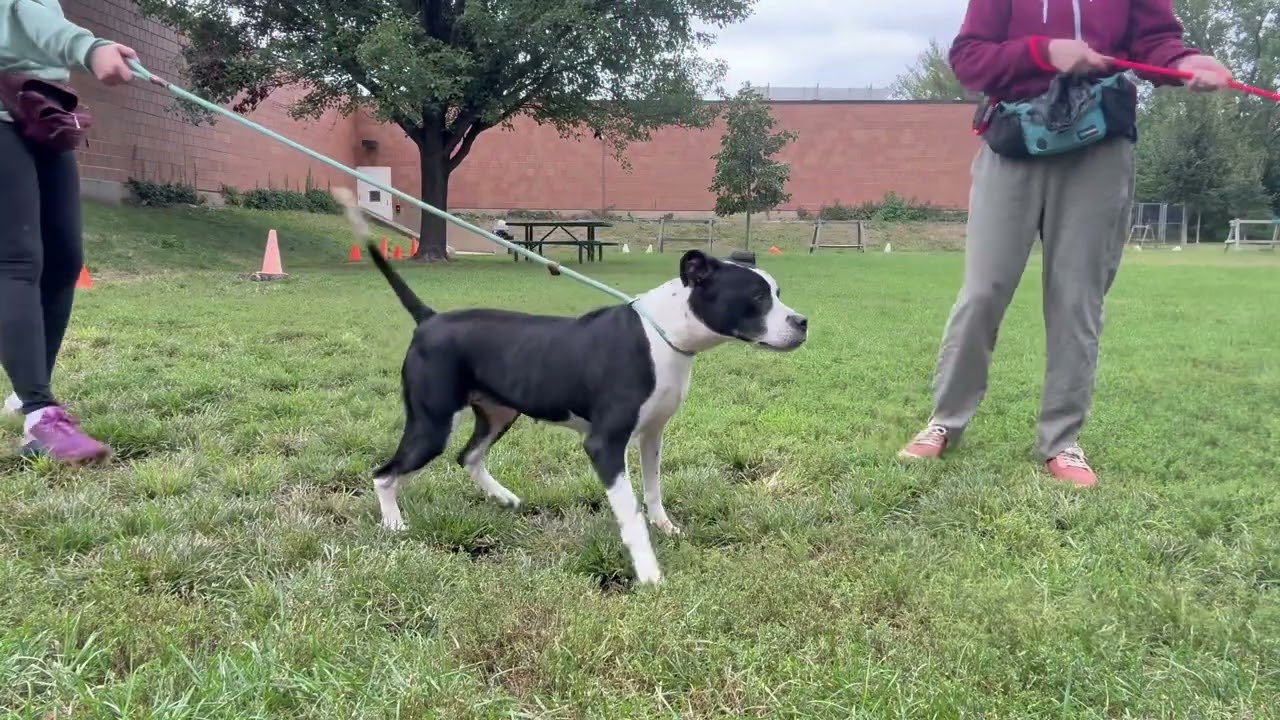 Boaz's Leash Test 2