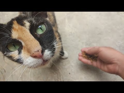a hungry street cat , she is beauty