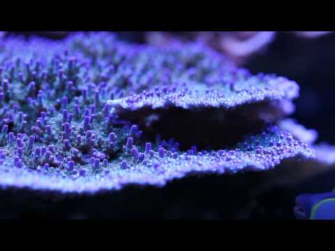 Checking out Mike's SPS Reef Tank