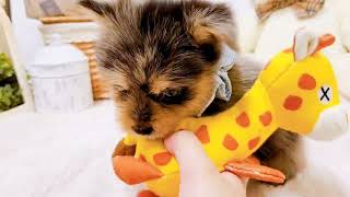 ハーフ犬の動画01