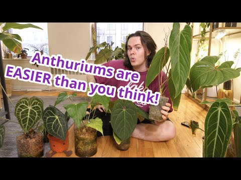 Anthurium Care Is EASIER Than You Think! Here's Why...