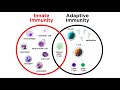 Introduction to Innate Immunity