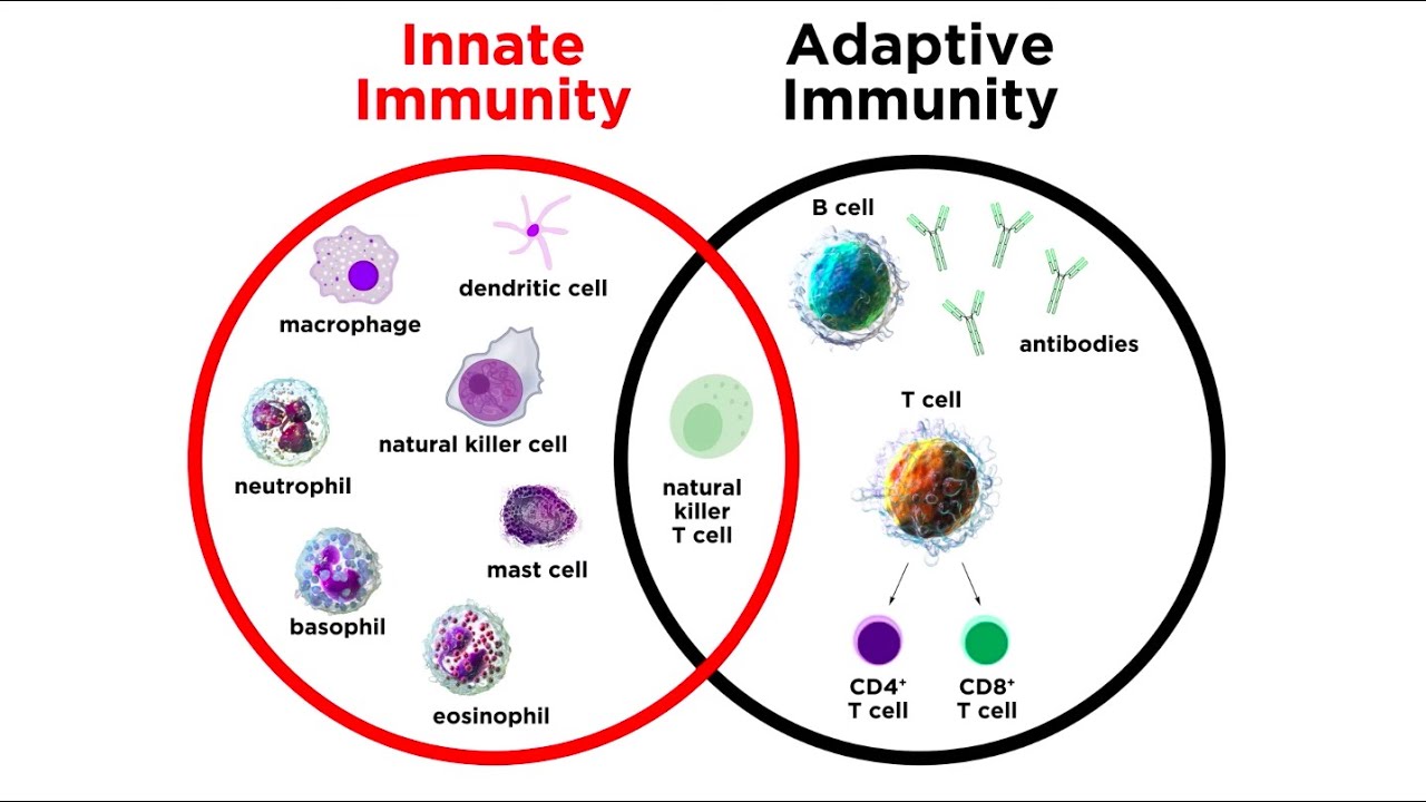 Introduction to Innate Immunity