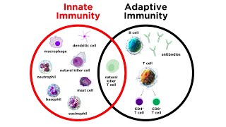 Introduction to Innate Immunity