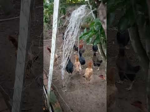 TEOFILANDIA NA BAHIA / CASA DA MINHA SOGRA / TEM PITANGA, ARUEIRA, GOIABEIRA, CAJU, GALINHAS