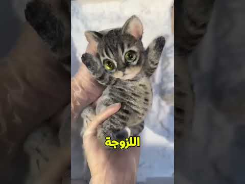 لعبة قطط صينية لزجة تتحول بعد التجهيز إلى لعبة لطيفة وجاهزة للعب 😺