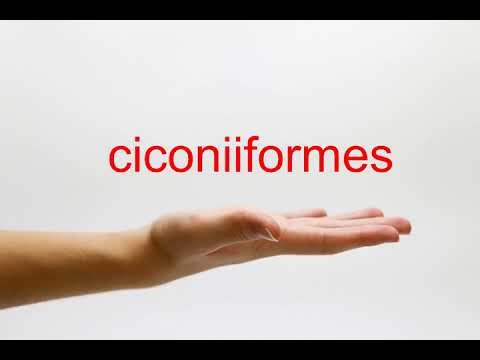 How to Pronounce ciconiiformes - American English