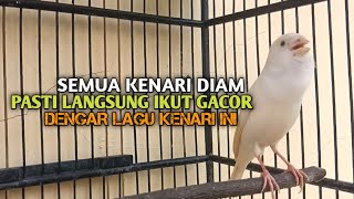 Download lagu kenari gacor panjang Cuit Cuit EMOSI, Pancingan Kenari Paud Belajar Bunyi, terapi AMPUH Kenari MACET mp3