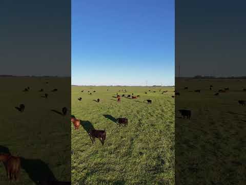 campo en Venta Saladillo Buenos Aires