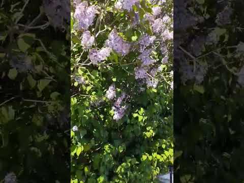 高貴なライラック 植物