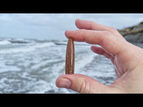 [4K UHD] Was finde ich auf dem Darß? - Fossilien suchen an der Ostsee #10