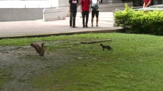 [問卦] 黑冠麻鷺