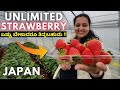 Delicious !! We visited a strawberry picking farm in Japan to eat unlimited Japanese strawberries 🍓