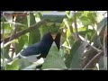 Athivetti Song