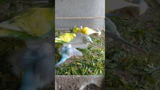 🛍餌の選び方と与え方｜初心者でも失敗しない実体験ガイド