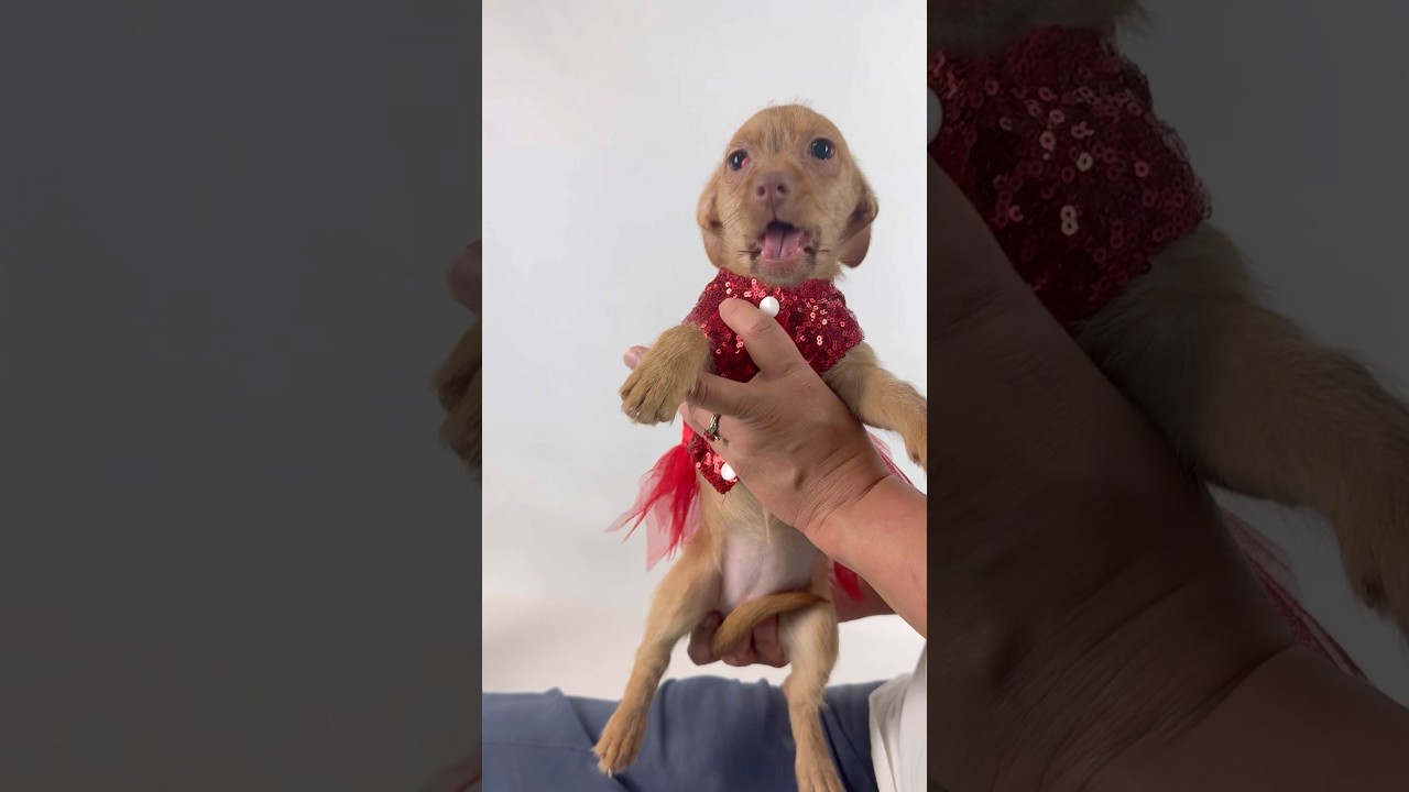 Enlarge Ruby, an adopted mixed breed in PHOENIX, AZ video 2/6
