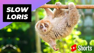 Download lagu Slow Loris 🦥 One Of The Cutest But Most Dangerous Animals In The World #shorts mp3 Download lagu Slow Loris 🦥 One Of The Cutest But Most Dangerous Animals In The World #shorts mp3