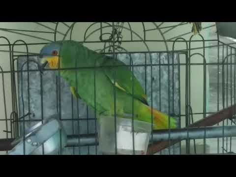 papagaio sabe hino do Flamengo