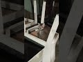 miss you #catlove #catlovers #pets #animals #cat #kucing #love