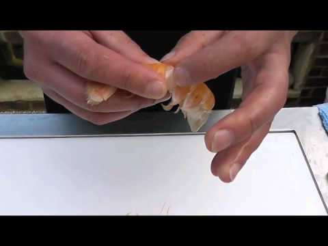 Passionate About Fish - How to prepare fresh langoustine