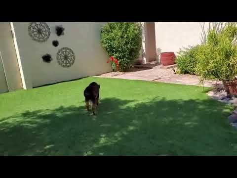 Crystal the Pet Nanny. LLC video.