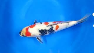 video van Kindai Showa SH-V25-04498