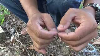 Download lagu cara mudah menjebak burung perkutut menggunakan bambu mp3