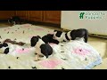 Boston Terrier dogs for sale: Oakley - Video 1