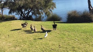 オーストラリアの鳥たち
