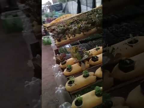 sistema orgánico traiguen chile región de la araucania