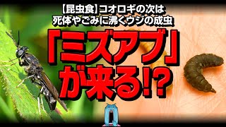 【昆虫食】コオロギの次は「ミズアブ」が来る！？