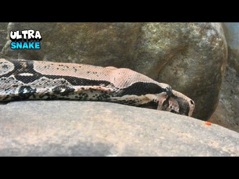 Immense Snake Moving With Great Style