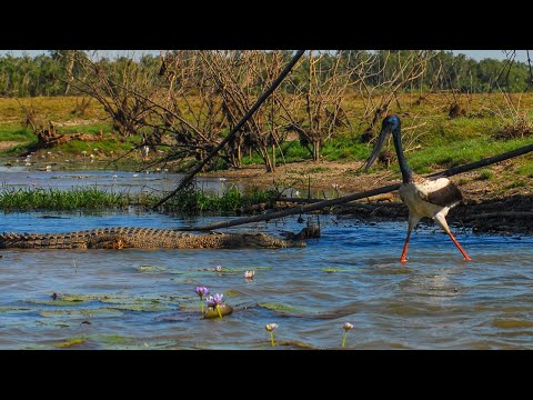 Wonders Of A Billabong