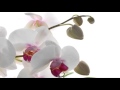 Morning Delight ~Papik feat. Frankie Lovecchio ...