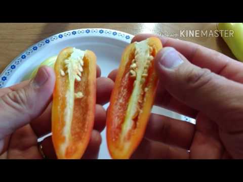 Pepper Review:  Wenk's Yellow Hot