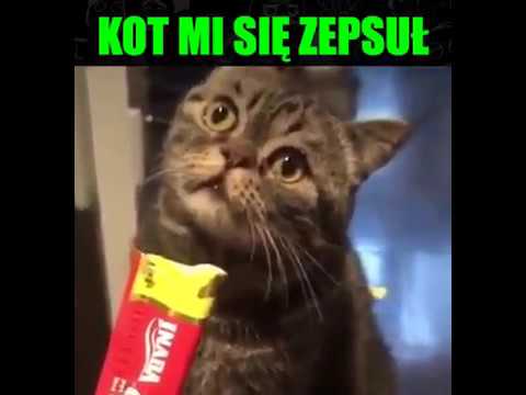 Zepsute koty 
