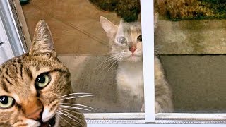Should We Adopt This Cute Hungry Kitten? - Mean Kitty