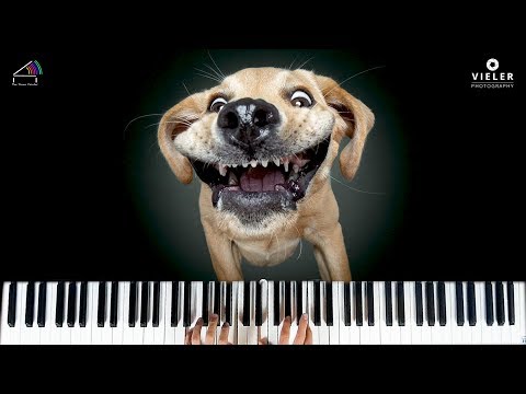 SUPER FUNNY DOGS - Vieler Photography - Musical Portrait - The Piano Painter