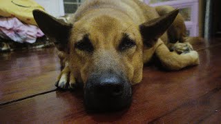 My naughty pet, he pretended to sleep 😂