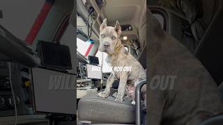 Download lagu Pets inside of semi trucks good or bad? #trucker #canecorso #bigrig #otrlife mp3