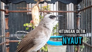 Download lagu trucukan gacor TARUNG ROPEL PANJANG pancingan trucukan agar bunyi jadikan burung trucuk gacor EMOSI mp3 Download lagu trucukan gacor TARUNG ROPEL PANJANG pancingan trucukan agar bunyi jadikan burung trucuk gacor EMOSI mp3